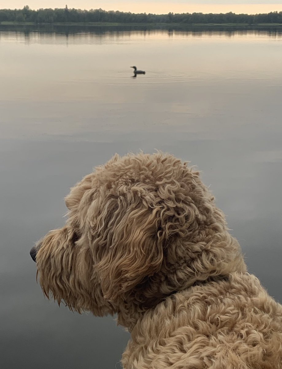 ACDogSquad's tweet photo. Happy #NationalDogDay from the AC Dog Squad and member Monte! 🐾🦴 https://t.co/TGXyQyyyZq