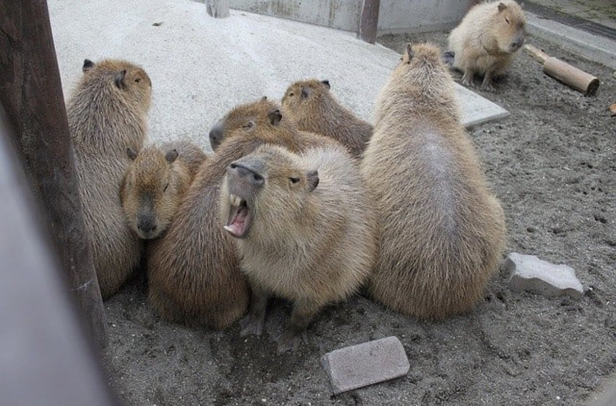 CapybaraCountry's tweet photo. Angrybara https://t.co/OJtdpGmO4g