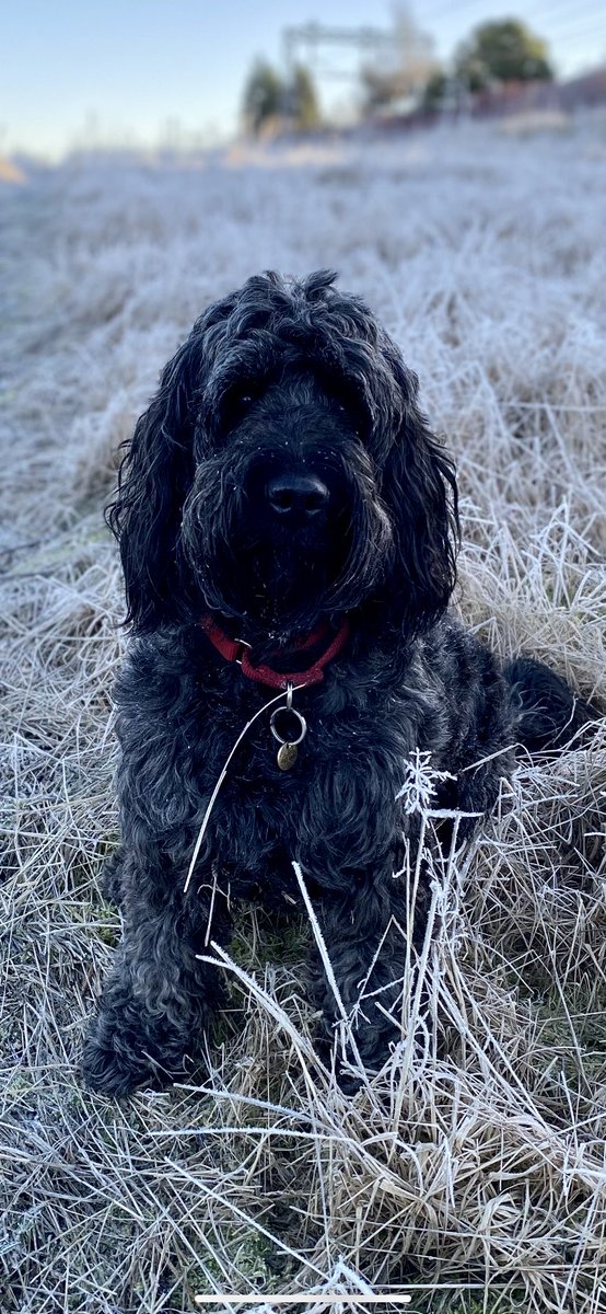 #happyinternationaldogday My handsome working from home companion 🥰