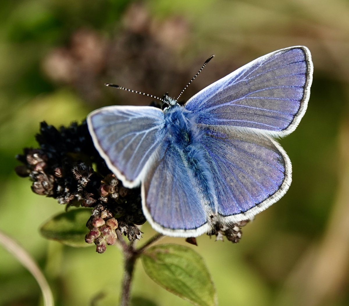 ClaytonMeadow (@claytonmeadow) on Twitter photo βNothing Common about the Common Blueβ Help save this fantastic #butterfly #habitat from development by the #NationalTrust, please sign the petition chng.it/VPQdgPtsxT <a href="/DorsetGreens/">Dorset Green Party</a> <a href="/ECOWARRIORSS/">GO GREEN</a> <a href="/SaveBondsMeadow/">π³ Save Bonds Meadow π³</a> @redmayne_robert <a href="/Actions4B/">Actions4Biodiversity</a> <a href="/PeoplNeedNature/">People Need Nature</a> <a href="/AmiesPhilip/">Philip Amies</a> βNothing Common about the Common Blueβ Help save this fantastic #butterfly #habitat from development by the #NationalTrust, please sign the petition chng.it/VPQdgPtsxT <a href="/DorsetGreens/">Dorset Green Party</a> <a href="/ECOWARRIORSS/">GO GREEN</a> <a href="/SaveBondsMeadow/">π³ Save Bonds Meadow π³</a> @redmayne_robert <a href="/Actions4B/">Actions4Biodiversity</a> <a href="/PeoplNeedNature/">People Need Nature</a> <a href="/AmiesPhilip/">Philip Amies</a>
