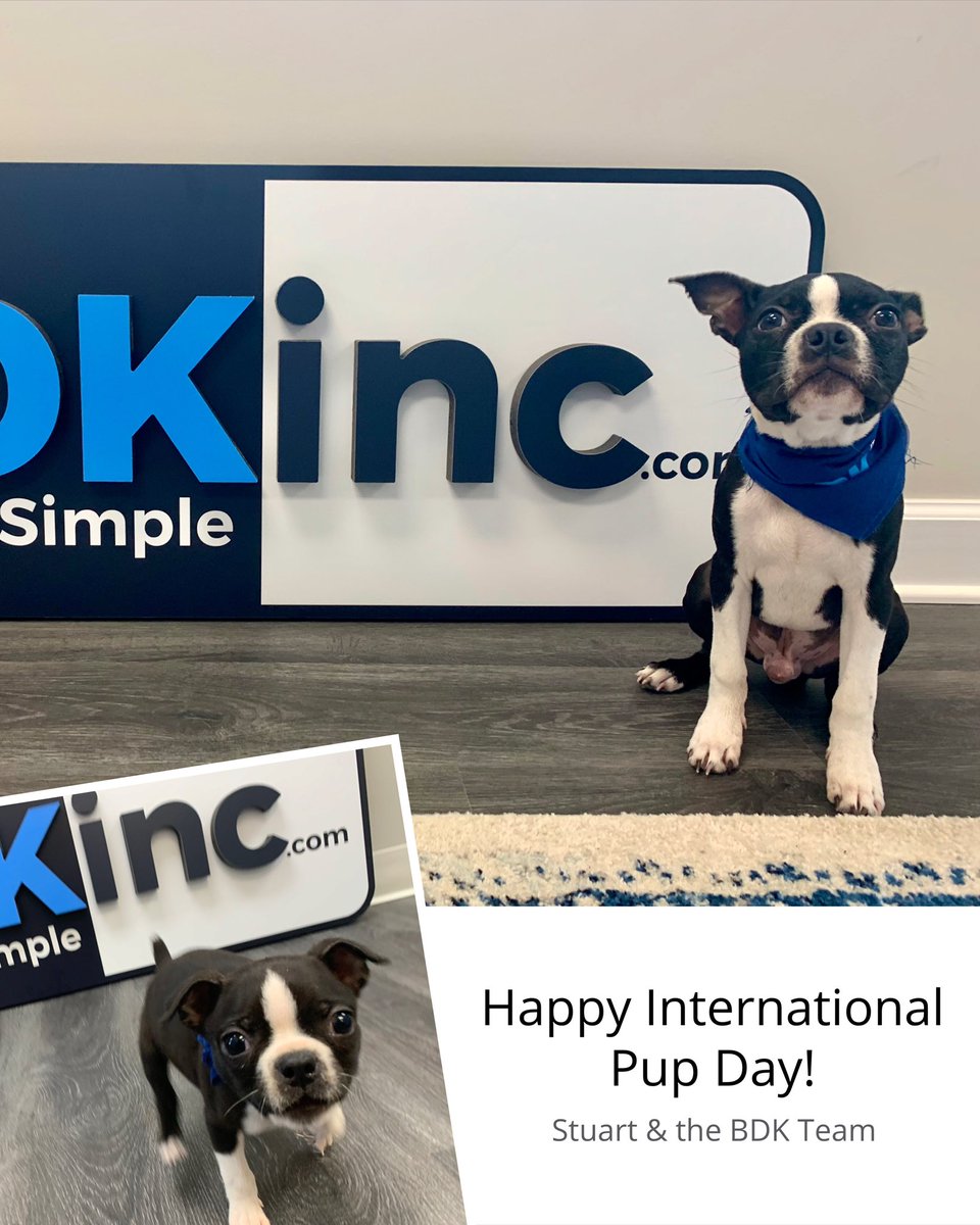 bdkinctech's tweet image. Stuart is all grown up! He’s celebrating #internationaldogday tending to some very important client work - aka a nap in boss man’s lap.