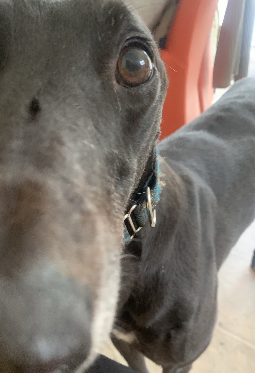 Hello. Is it #InternationalDogDay ??