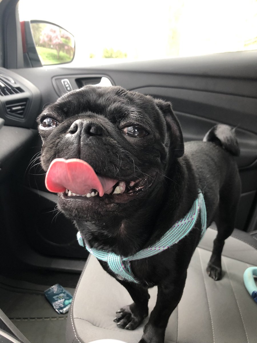 abbzmarkus's tweet photo. @dog_rates @dog_feelings The best boy 🥺 https://t.co/vqrXTU8bF4