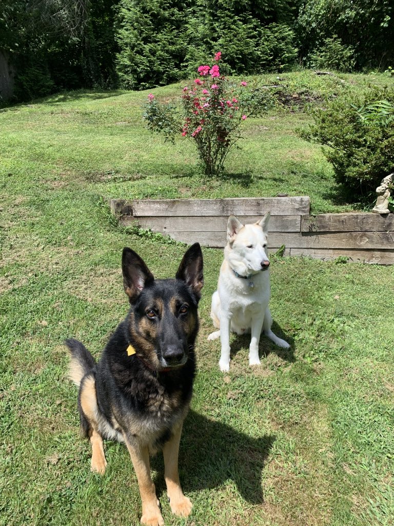 TimTimbuckk2's tweet photo. @ABC7NY Hauk &amp; Duke , National Dog Day 🐾 https://t.co/HJIK97pZDW
