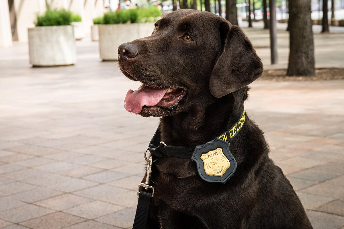 FBI's tweet image. Happy International Dog Day to our #K9 partners! Thank you for helping the #FBI protect the country and support victims of crime!