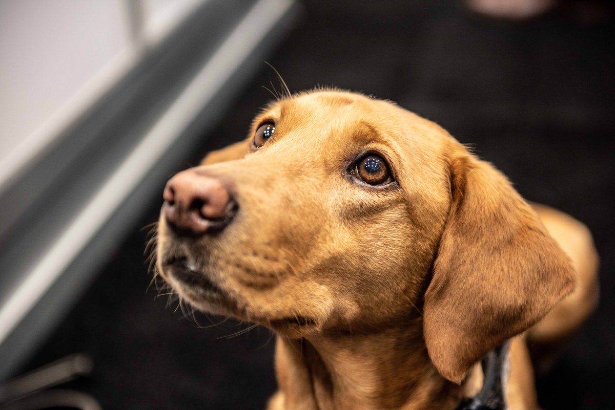 FBI's tweet image. Happy International Dog Day to our #K9 partners! Thank you for helping the #FBI protect the country and support victims of crime!