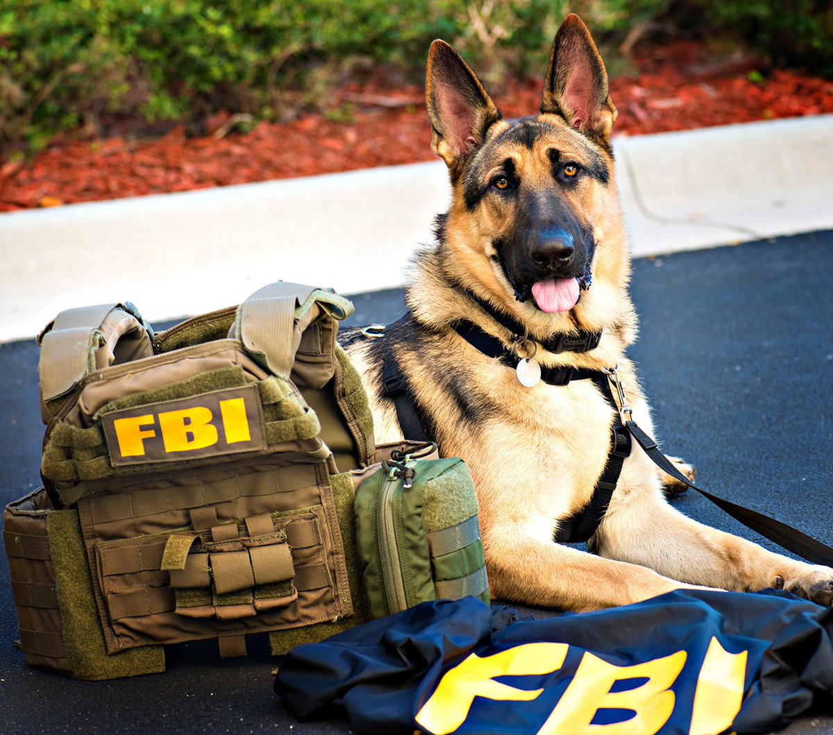 FBI's tweet image. Happy International Dog Day to our #K9 partners! Thank you for helping the #FBI protect the country and support victims of crime!