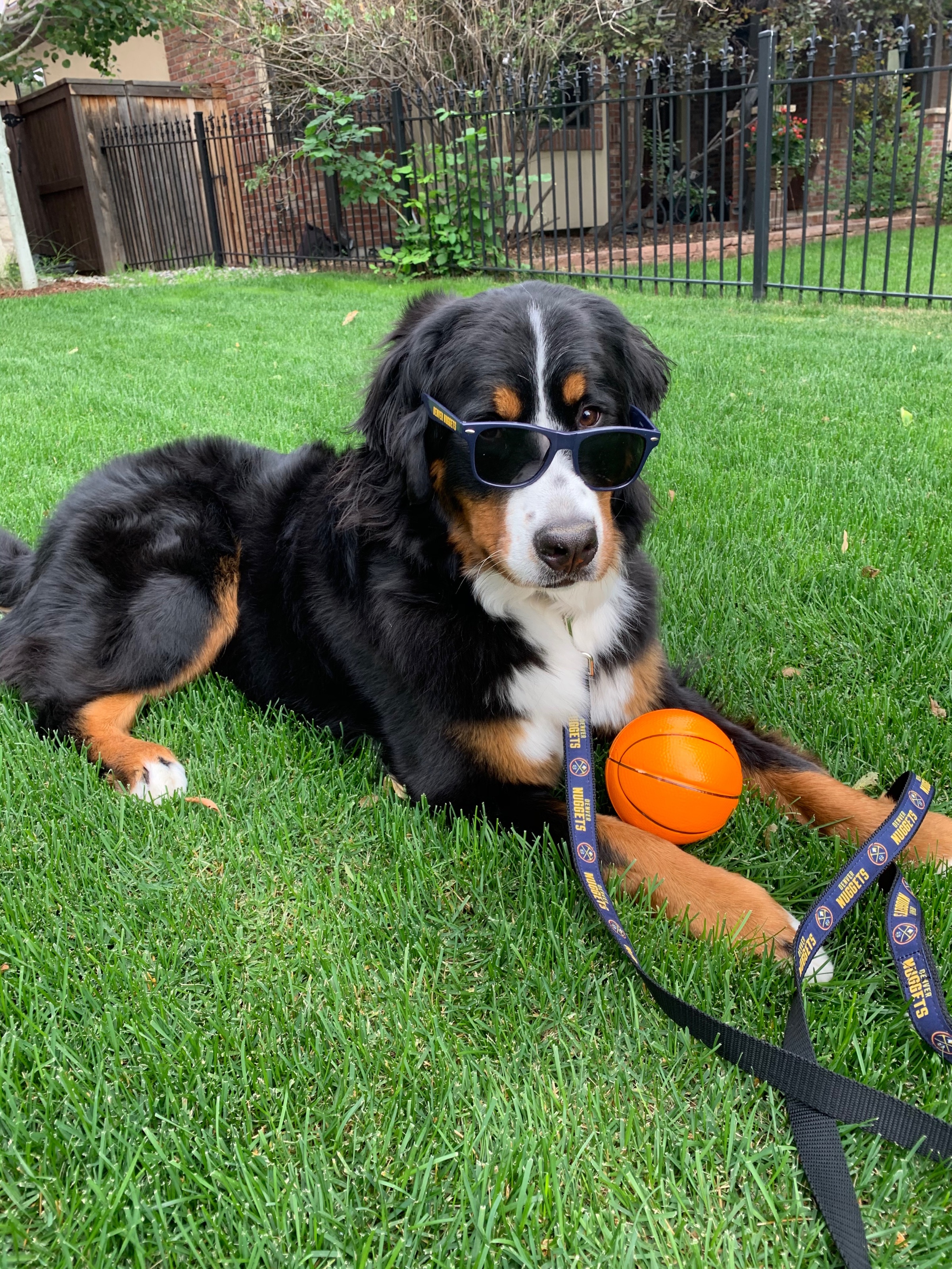 Denver Nuggets Dog 