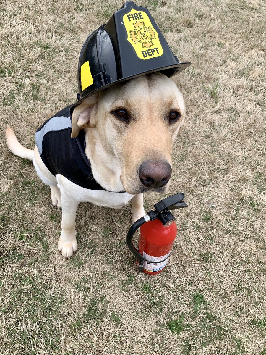 DCFRpubaffairs's tweet photo. It’s National Dog Day! We are lucky to have 2 canines on our team. Theo works hard with our public education unit teaching fire safety. Ace is working away investigating fires with our investigations unit. 🐾 #dekalbcounty #firedog #nationaldogday #dogoftheday #dcfr https://t.co/kQPxVzggTS
