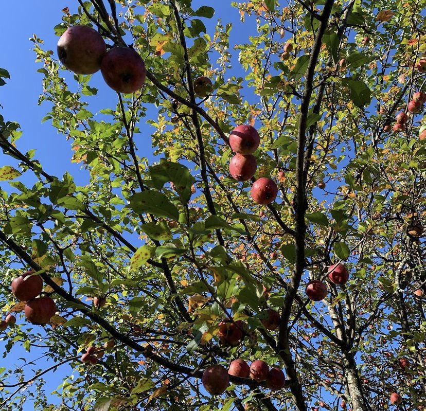 I’m pretty excited <a href="/RenssPlateau/">Rensselaer Plateau</a> is continuing their efforts with <a href="/ninepincider/">Nine Pin Cider</a> for yet another collection of apples for WARP hard cider. Our farm is so happy to participate in donations again this year. Another great way local businesses are supporting open space.