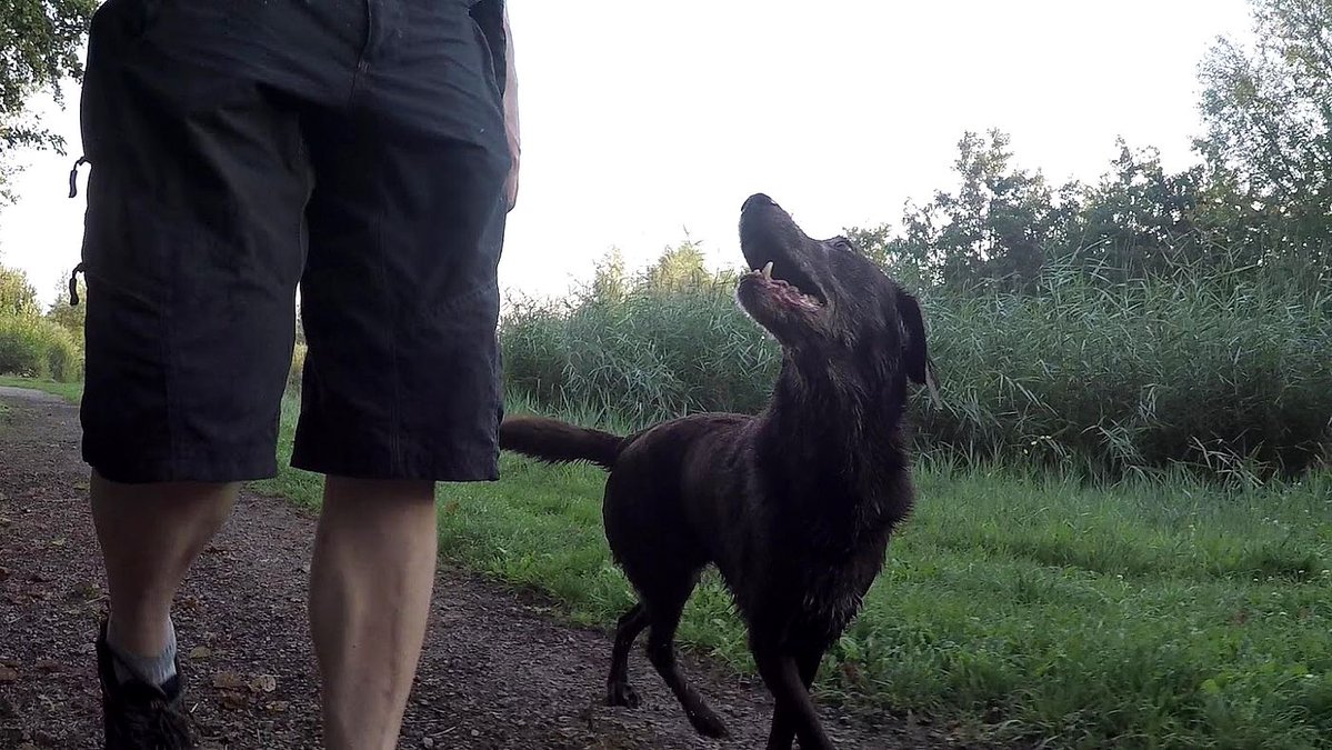 I think, dogs make you a better person. They look at you like you're the greatest person on earth... and you at least try to live up to that in order to not disappoint them and *maybe* deserve that level of devotion. 🙂❤️🐶 #InternationalDogDay #dogs #dogsoftwitter