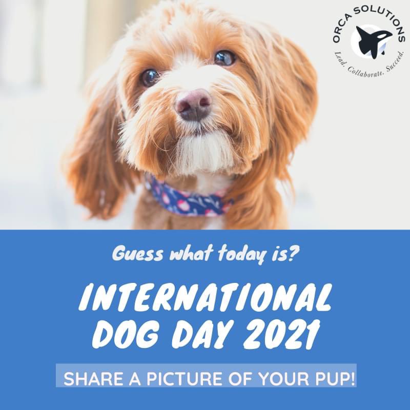 We love dogs! Share some love for your favorite dog below! #NationalDogDay #InternationalDogDay #CutenessOverload
