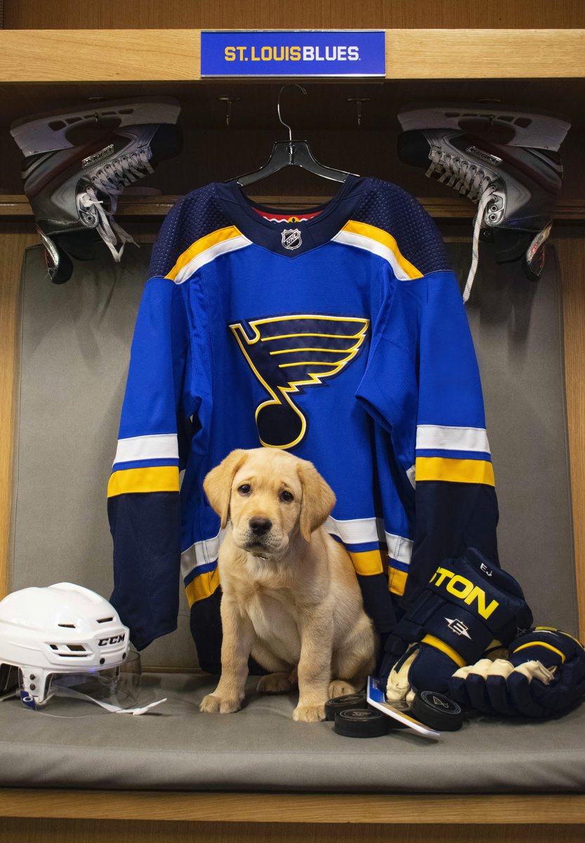 StLouisBlues's tweet photo. Happy #NationalDogDay to the goodest good boy! For every retweet this gets we will give Barclay an extra hug, pet or tummy rub 🐶 https://t.co/Y6iqSqNefc