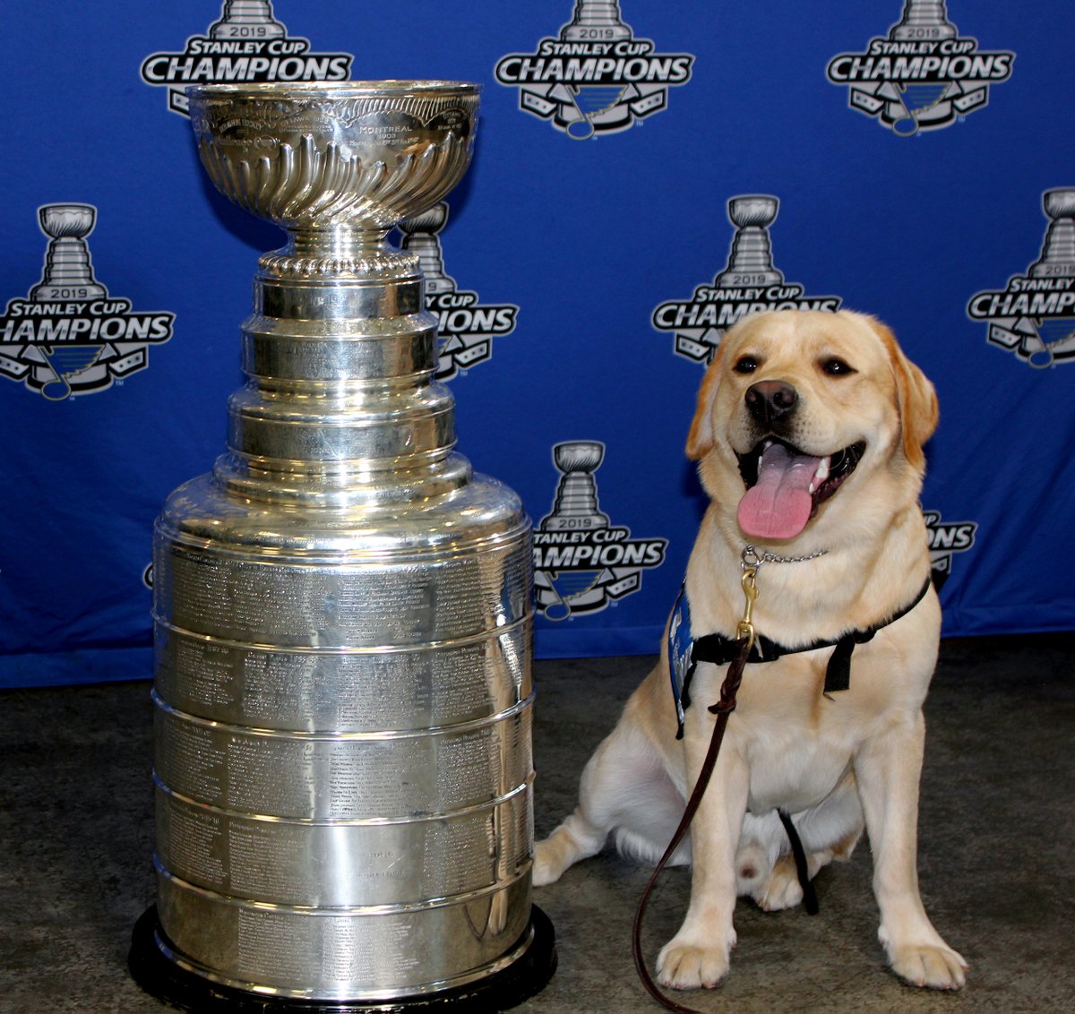 StLouisBlues's tweet photo. Happy #NationalDogDay to the goodest good boy! For every retweet this gets we will give Barclay an extra hug, pet or tummy rub 🐶 https://t.co/Y6iqSqNefc