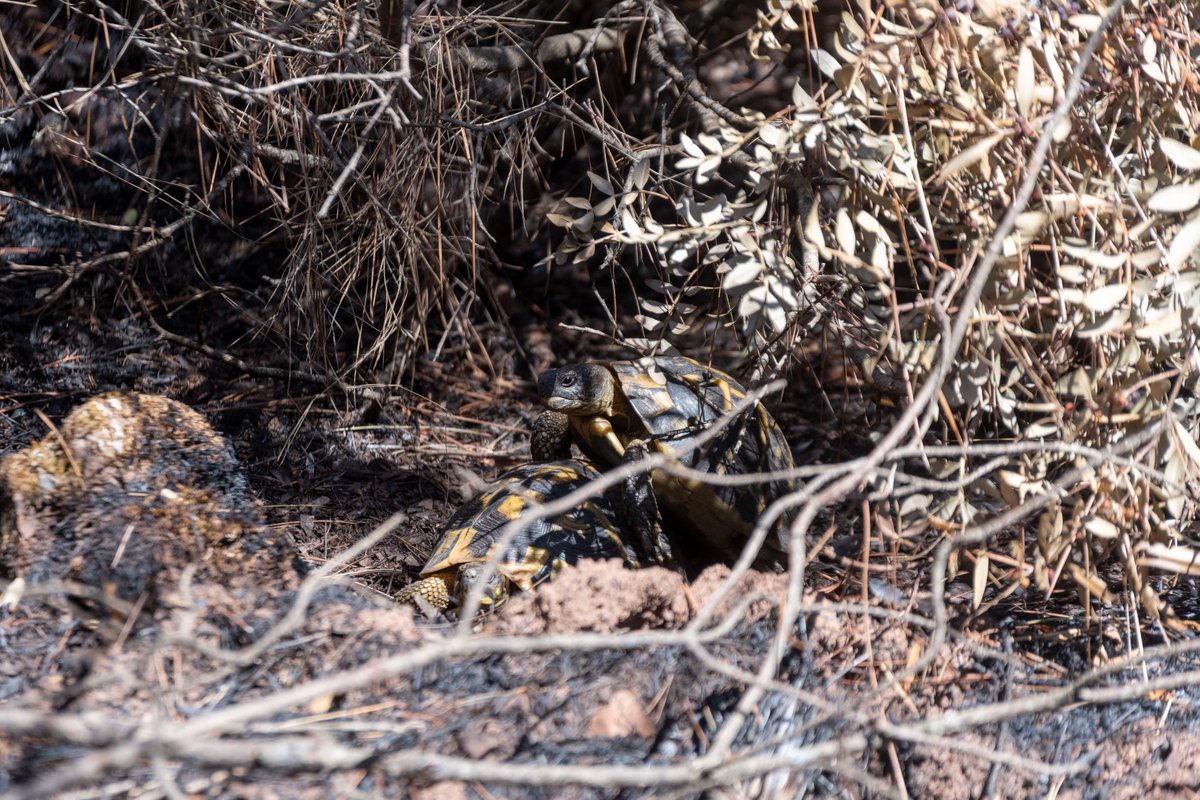 AssoSPECE's tweet photo. Bilan de la 10ème journée de #Sauvetage #biodiversité dans les #Maures

avec @plainedesmaures @soptomcrcc, le CEN PACA, @OFBiodiversite 

https://t.co/YAgJPcs2ov

#incendie #tortue #incendiesvar #nature #environnement https://t.co/xT5irenYjX
