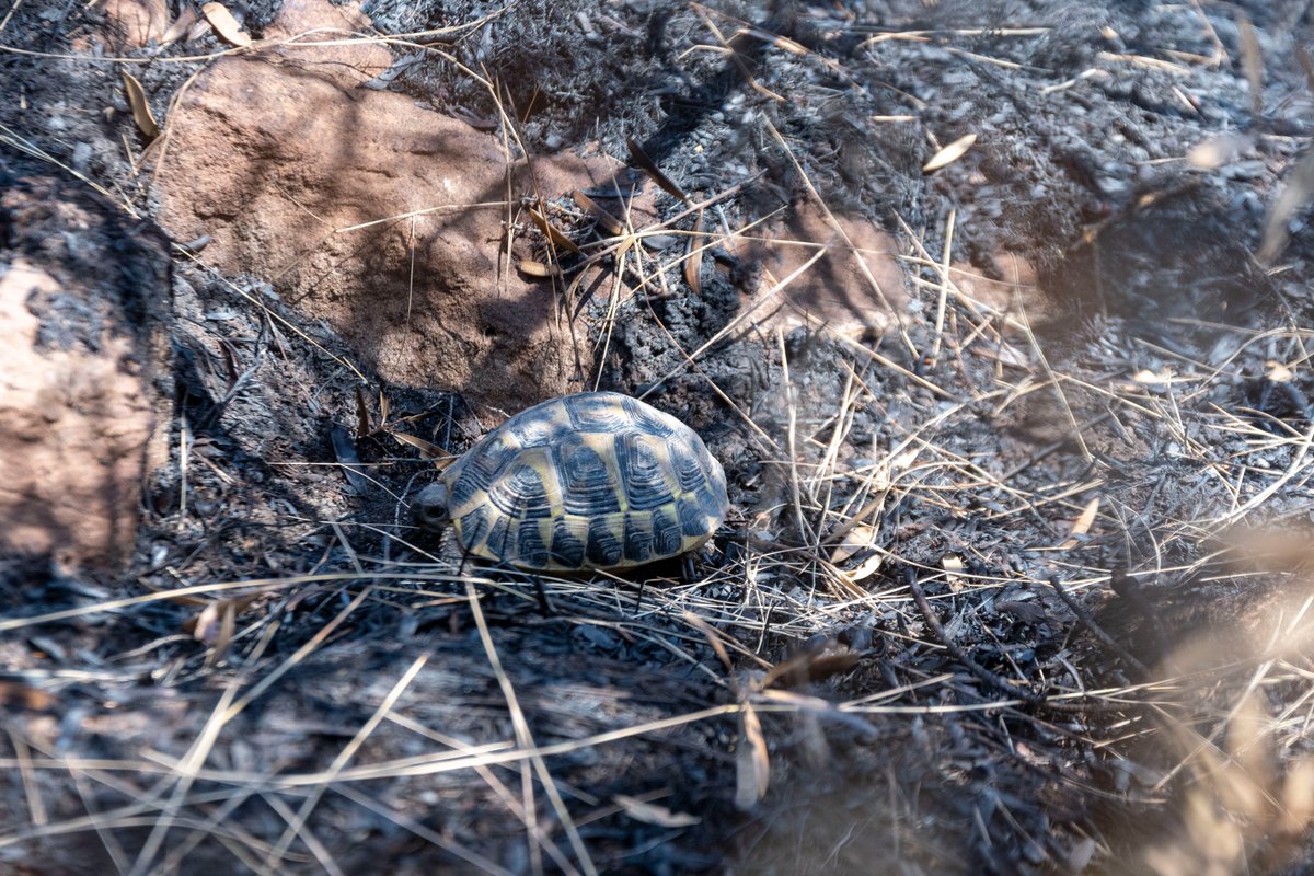 AssoSPECE's tweet photo. Bilan de la 10ème journée de #Sauvetage #biodiversité dans les #Maures

avec @plainedesmaures @soptomcrcc, le CEN PACA, @OFBiodiversite 

https://t.co/YAgJPcs2ov

#incendie #tortue #incendiesvar #nature #environnement https://t.co/xT5irenYjX