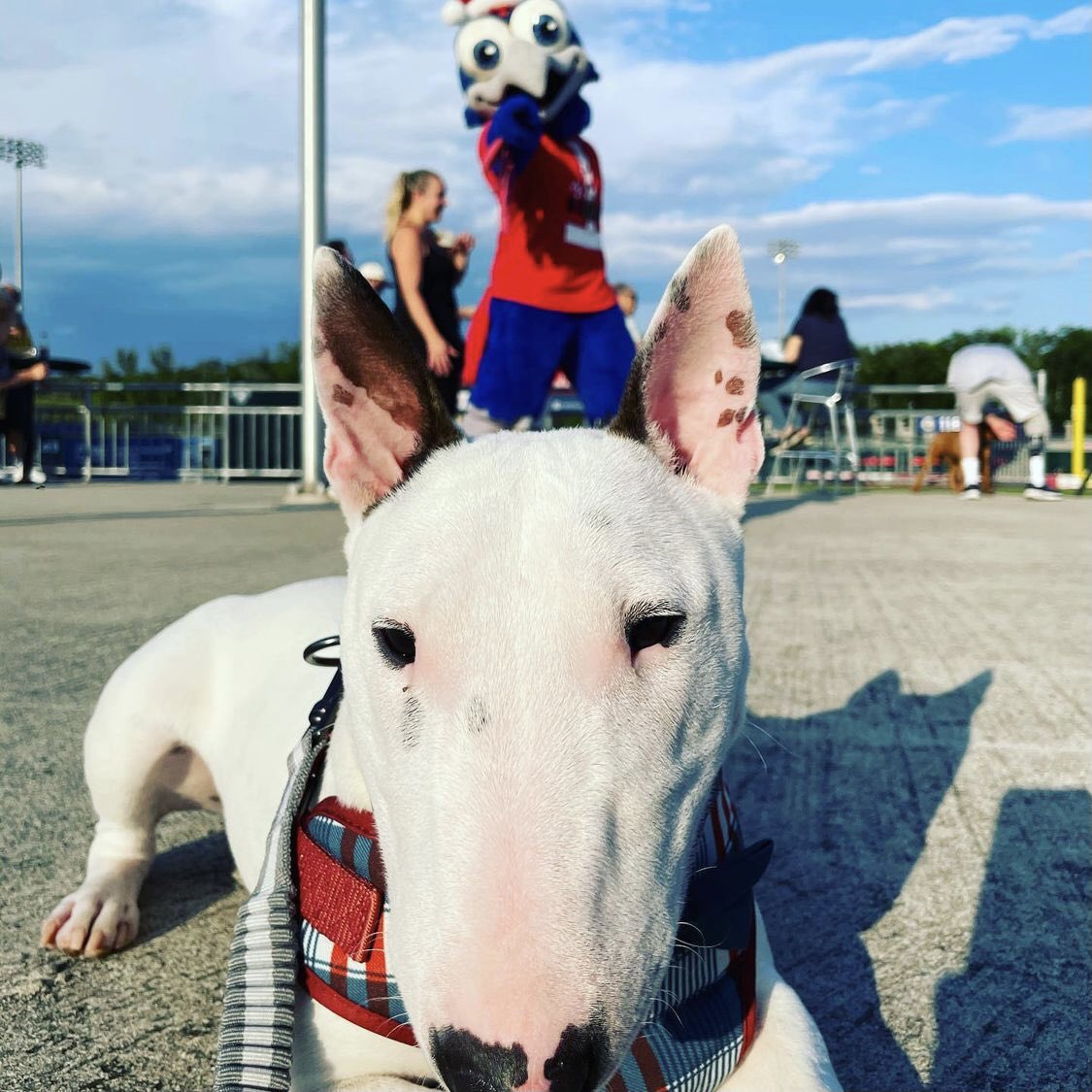 They love sniffing my tail and thinking I’m a giant chew toy, but no matter what they’ll always be good doggos 🐶 #NationalDogDay

📷: <a href="/drewwohl/">Drew Wohl</a>