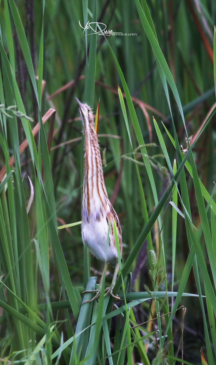 A chick of #YellowBittern in Bulrushes, East China