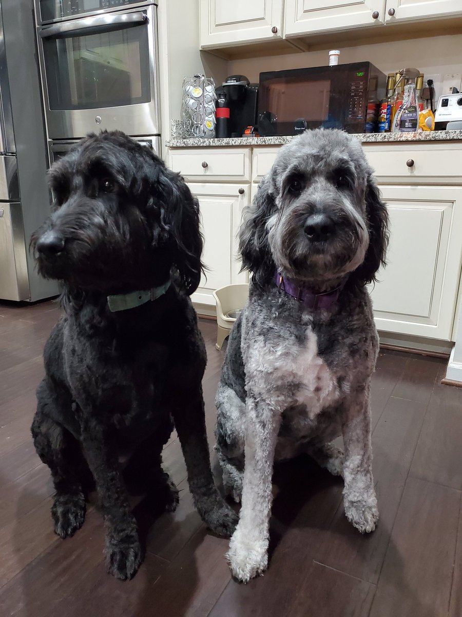 expositure's tweet photo. #NationalDogDay My Golden Doodle twins. Kobe and Iolana https://t.co/hxxHgvDshc