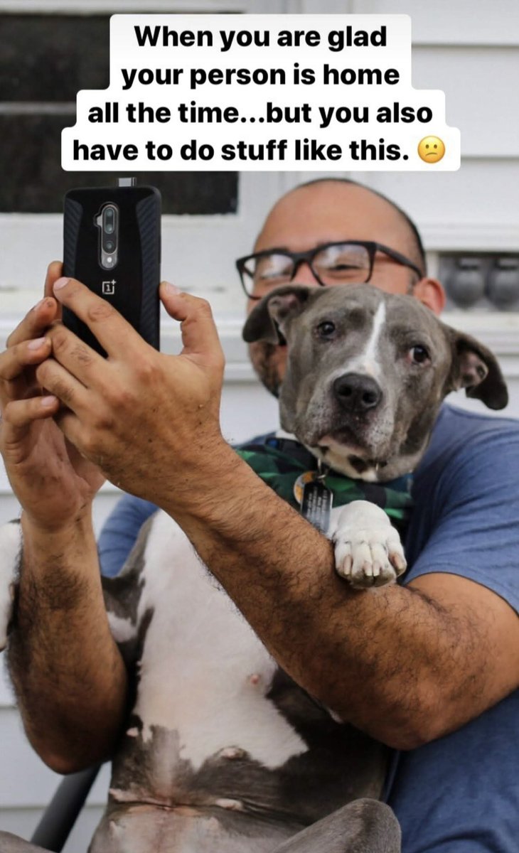 Every day is doggie day