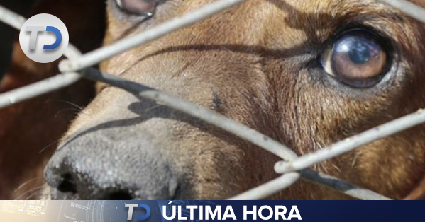 telediariomty's tweet photo. 🔴 #ÚLTIMAHORA 🔴

En Nuevo León, castigarán con hasta 2 AÑOS de cárcel a quien mate a un perro |Vía: @garle80

➡ https://t.co/NAWJWvWVZe https://t.co/cdHg7k7cqa