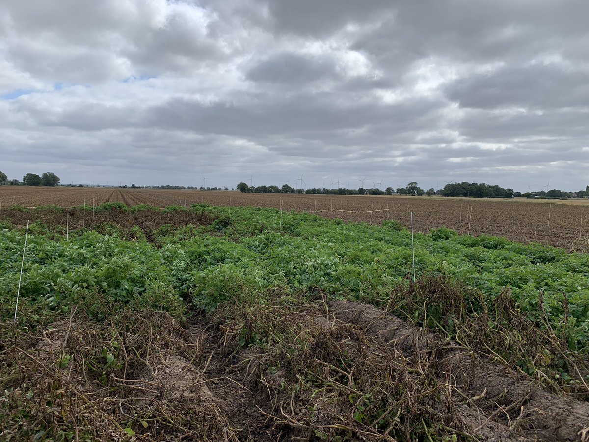 Agronomysilvers's tweet photo. Cracking day looking at desiccation trials with @davidpeach26 #belchim @AgriiUK #trials #gozai #potatoes🥔🥔 #veryinformative https://t.co/bhDefzncUq