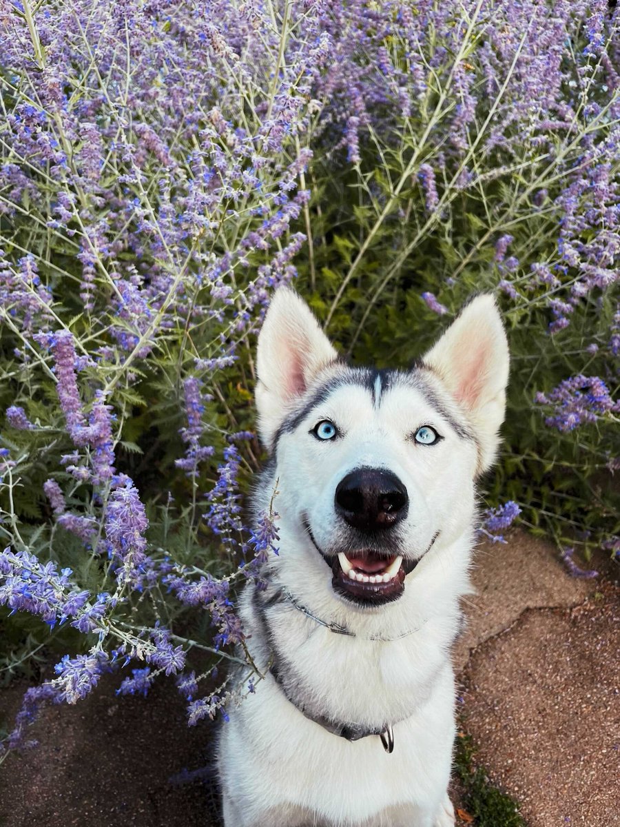 DudaPlatform's tweet photo. Remember to always stop and smell the flowers. And the grass. And the trees. And the river. And well, everything really.
#InternationalDogDay #Dudogs https://t.co/zRu7TlZ3vq