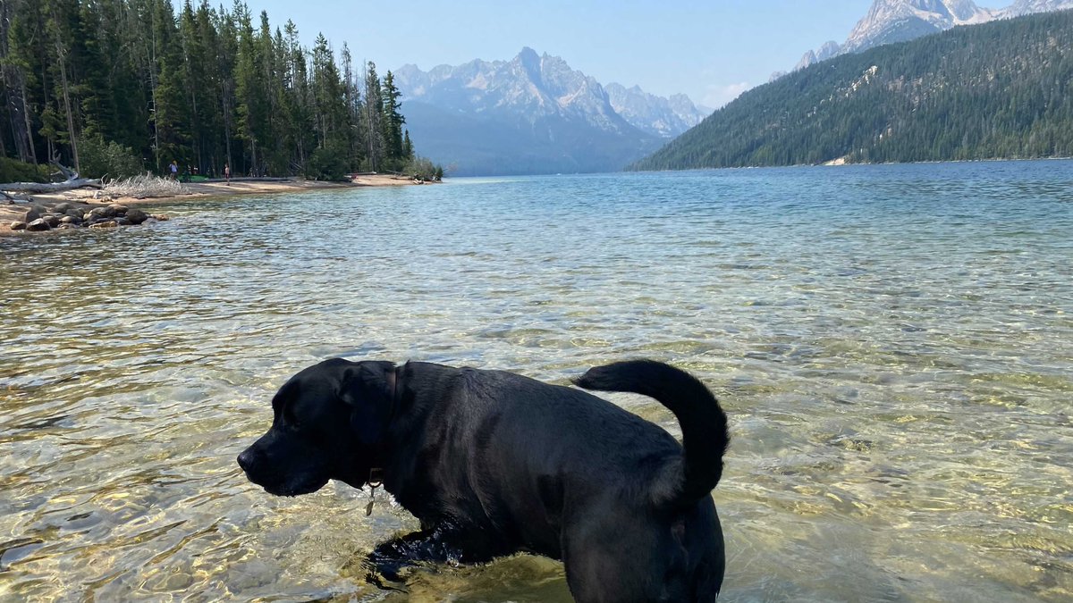 DudaPlatform's tweet photo. Remember to always stop and smell the flowers. And the grass. And the trees. And the river. And well, everything really.
#InternationalDogDay #Dudogs https://t.co/zRu7TlZ3vq
