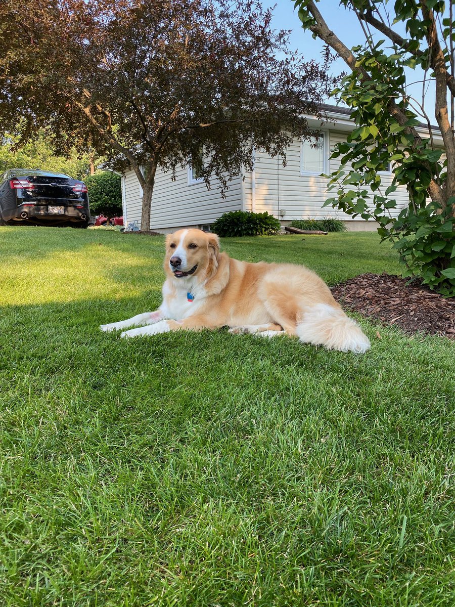Happy #NationalDogDay!This is my rescue pup and best friend, Finley. His likes include peanut butter and laying in the shade.