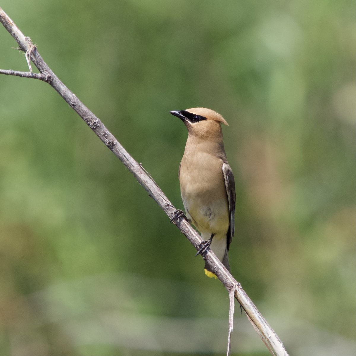 BirdsAndBinocs's tweet photo. The original source of inspiration for the Peaky Blinders undercut hairdo #CedarWaxwing
#parkcity #utah #utahwildlife #birdsofutah #birdsofparkcity #utahbirding #birds #birdwatching #birding #ornithology #Olympus #birdphotography https://t.co/2DxsTG92ZV