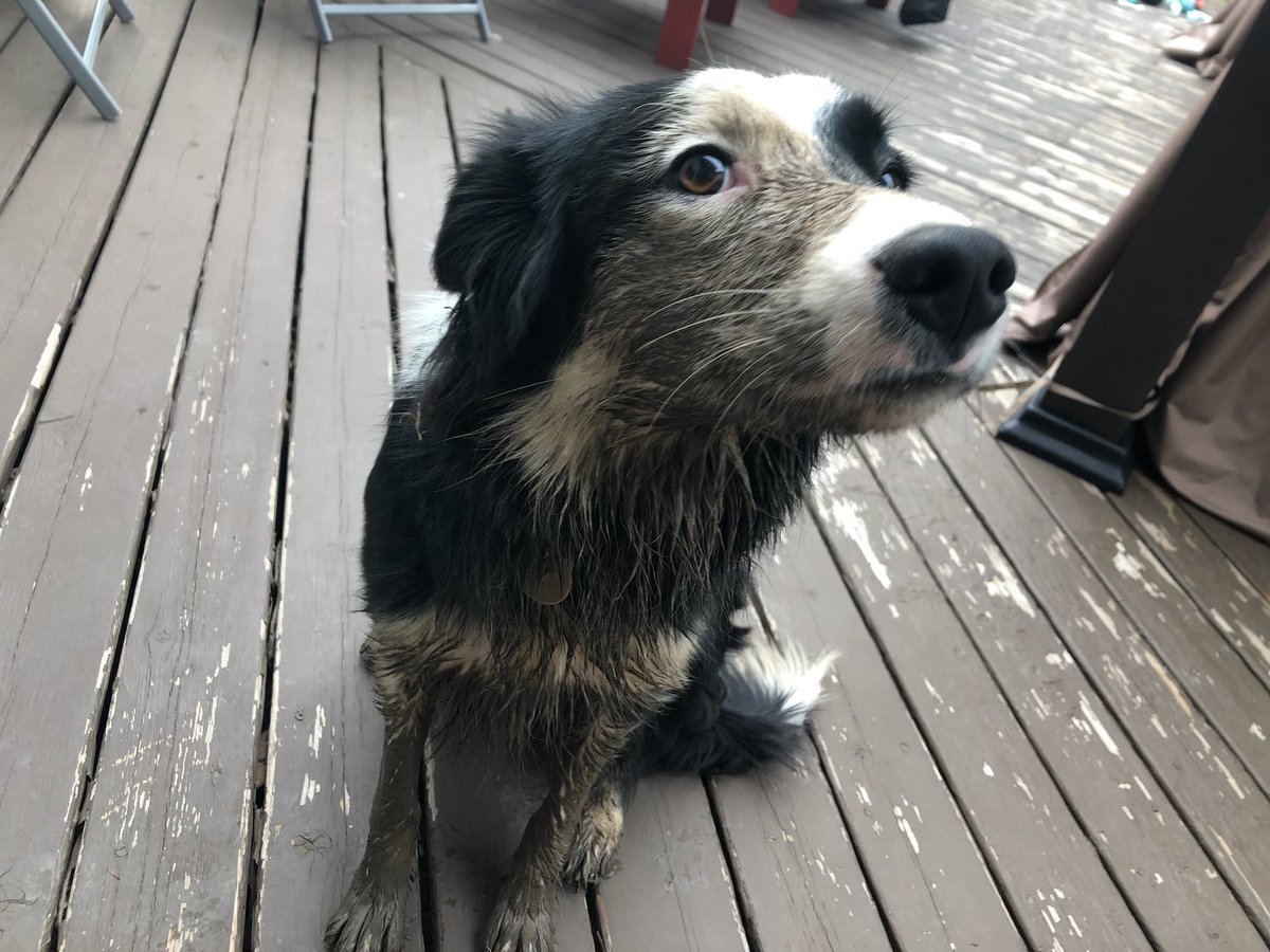 the_EDC's tweet photo. Cheers to dogs! Even when they get in the mud! #InternationalDogDay https://t.co/1S02aFMmIX