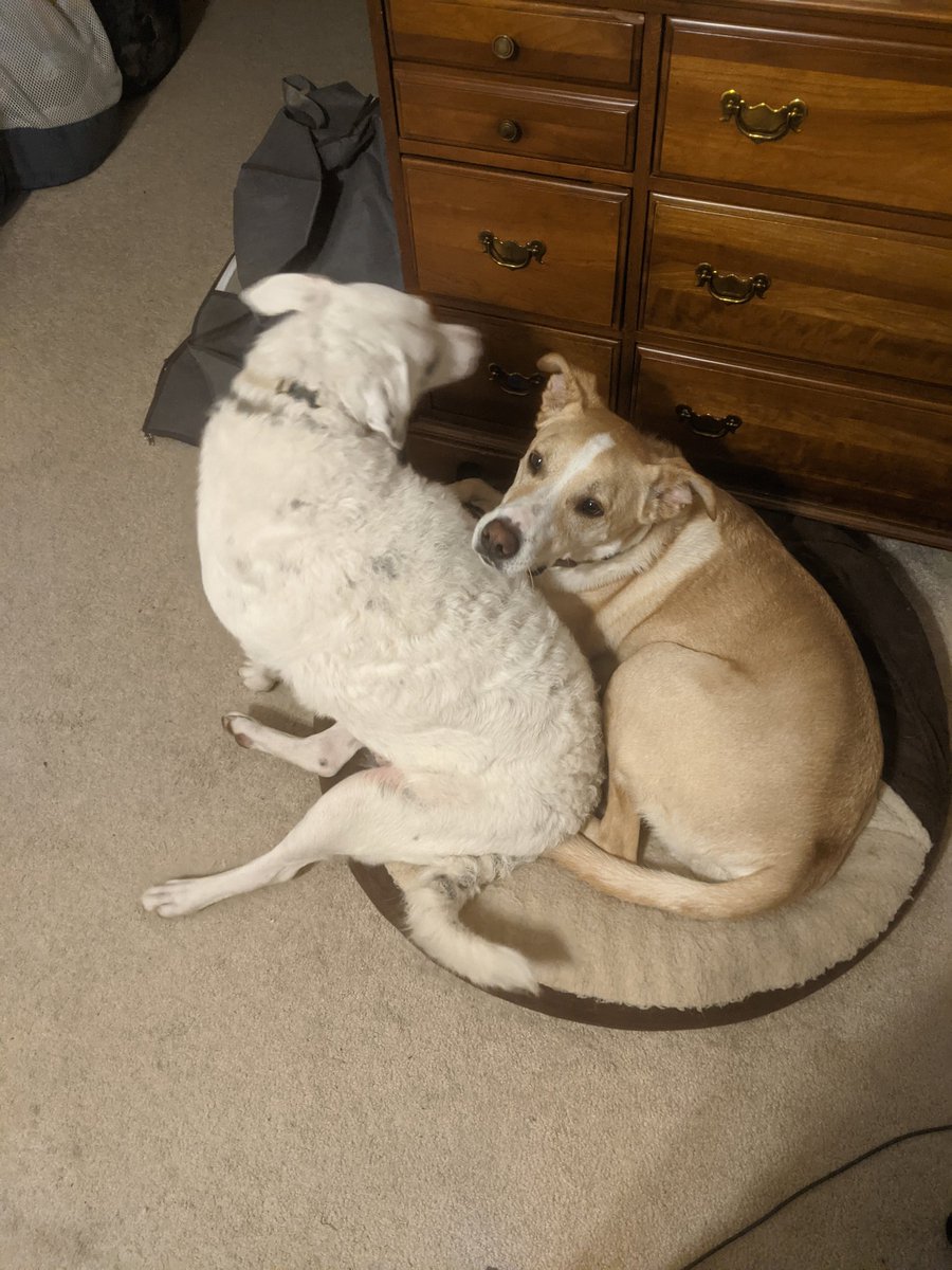 TrancedFox's tweet photo. In honor of #NationalDogDay my dogs fought over a bed and gave me this series of pictures. https://t.co/bj5PHnKxXc