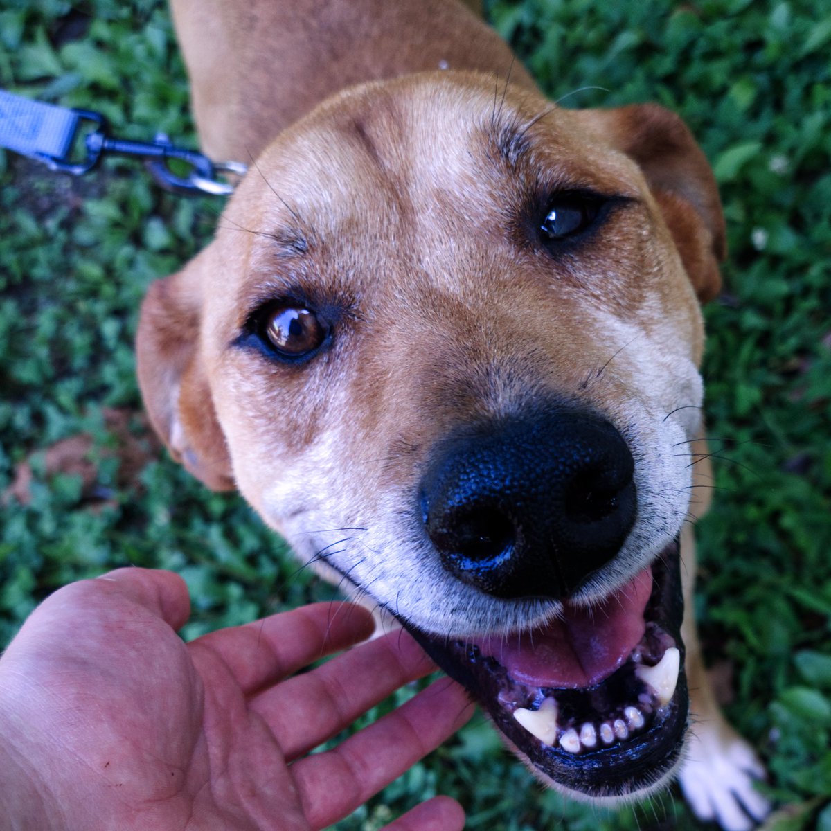 Who's a good boy? 🥰🥰🥰🐶🐶🐶

#dogsoftwitter #RescueDogs #adopt