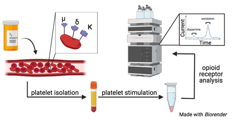 an_chem's tweet photo. Characterization of the presence and function of #platelet #opioid receptors
By Christy Haynes @clh731 et al @HaynesChemLab @UMNChemistry
Open access in ACS Measurement Science Au
https://t.co/jo97mprtMw https://t.co/blHj7SRgMq