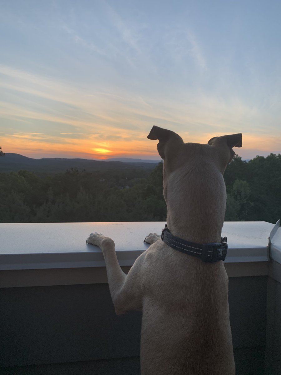 Figure #NationalDogDay is a perfect time to share one of my favorite pics of Sola.
