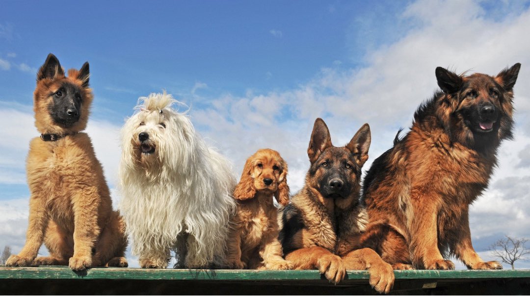 maventracker's tweet photo. Happy National Dog Day 💟 https://t.co/SH5qvuhT7Q