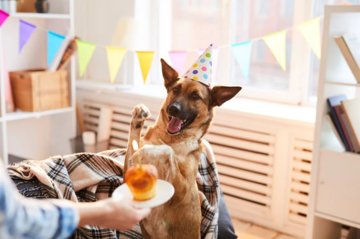 As a proud pet owner, you probably want to do something extra to mark your furry friend's birthday. The #UltimatePetNutrition team and I have a few tips on how to celebrate your dog’s special day that will be fun and memorable.

l8r.it/aalX

#dogs #NationalDogDay