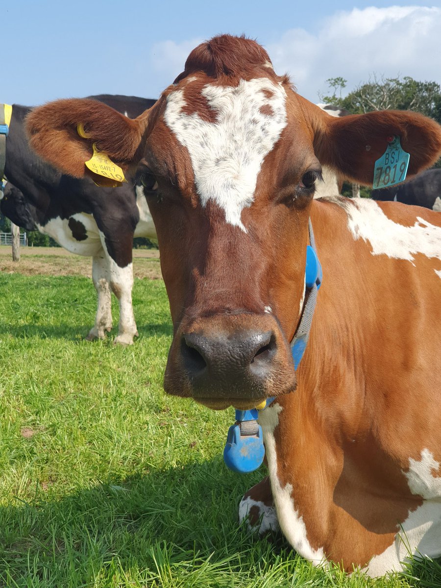 EllenFi48209583's tweet photo. Treated myself to a bit of cow therapy today before facing into faeces sampling as part of my final intake run next week 🐄😍 the PhD trial work is on the wind down 😅 https://t.co/VP1MZrUSMP