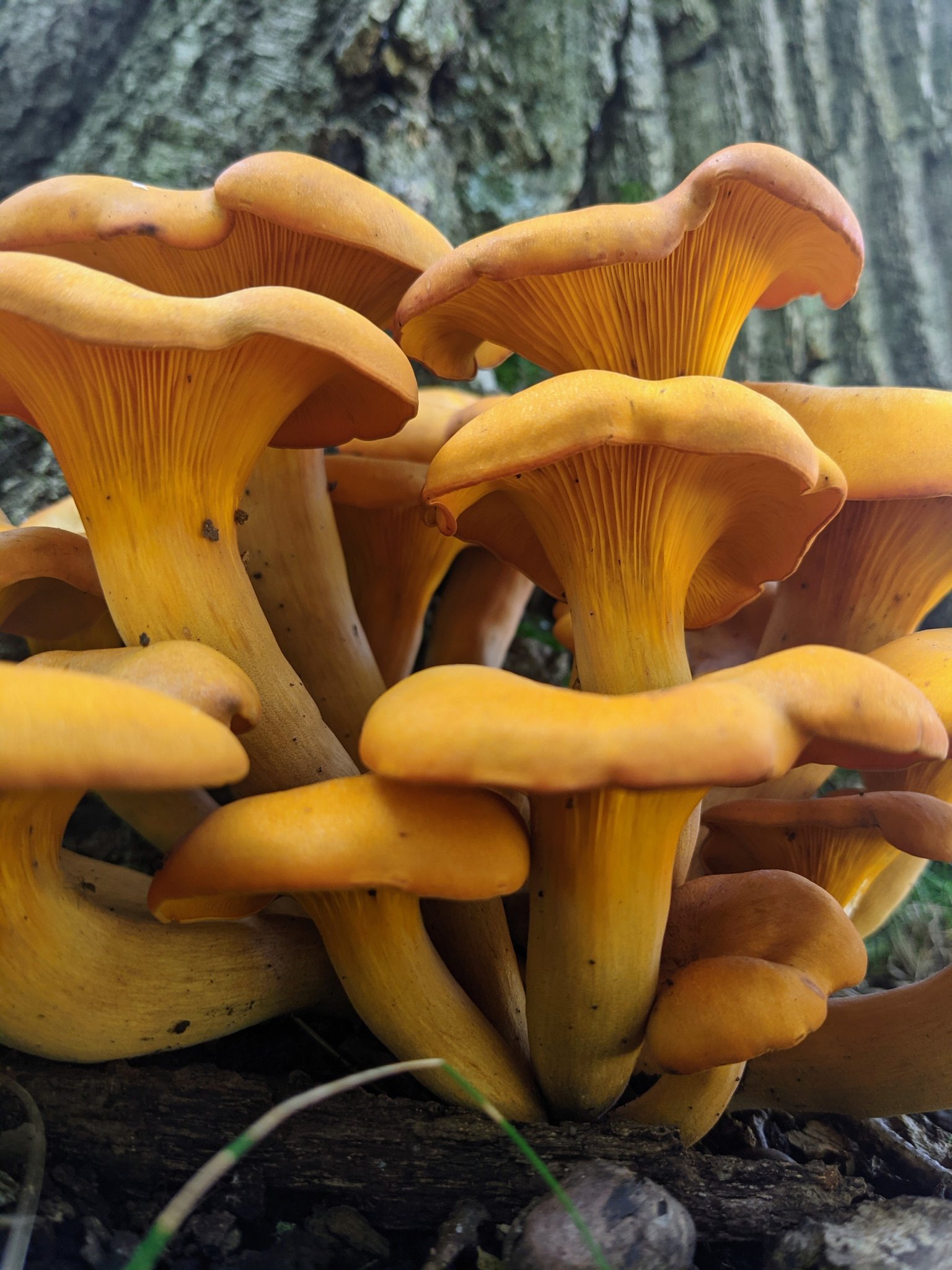 Suburban Jungle I Found A Few Clusters Of These Jack O Lantern Mushrooms Yesterday I Brought Two Home To Test If I Could See Their Bioluminescent Gills Glow In The Dark
