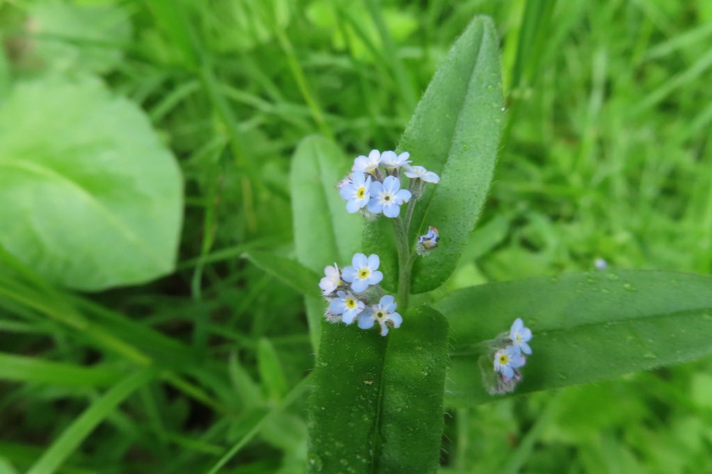 Hanaichimomme0468 シンワスレナグサ 真勿忘草 ムラサキ科ワスレナグサ属の多年草 普通のワスレナグサの事 花期は5 7月 高さは 50cmで 径約1cmの小さな淡青紫色の花を咲かせます 主に北海道から四国に分布 湿った草原に生育します