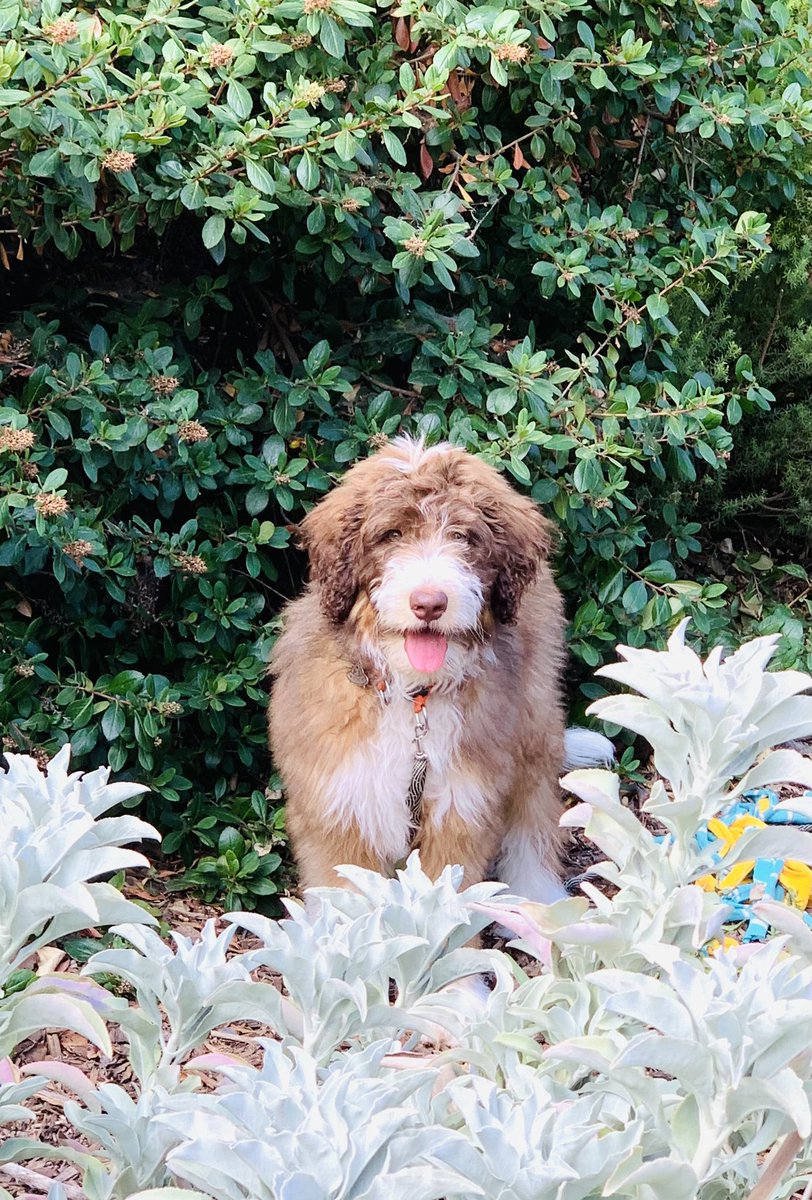 Lynn Hatamiya tweet media