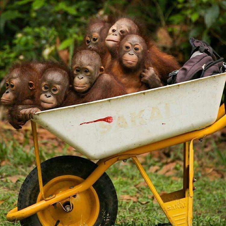 vvesog's tweet photo. Victims of deforestation.
For every infant you see here, there is a mother killed due to deforestation.
#vvesog
#accraanimalsave
#animalsavemovement
#StopDeforestation https://t.co/R8xrJLWS6n
