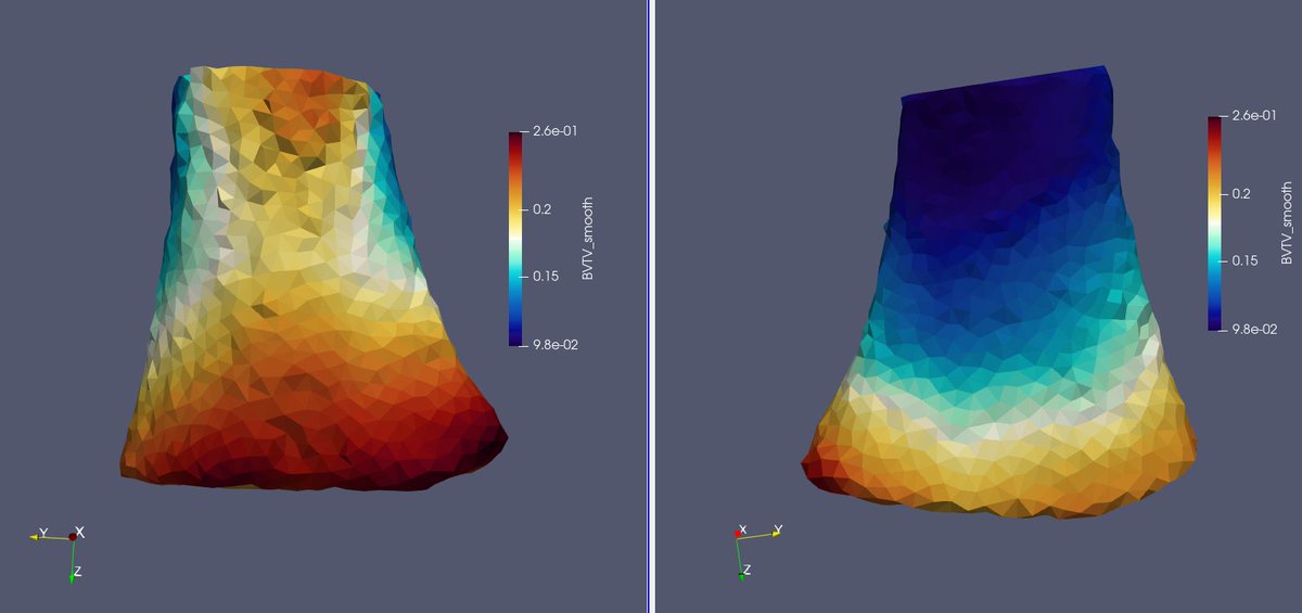 BABYPACE_MSCA's tweet photo. So excited to show you the very first results of #BABYPACE - BV/TV 3D map (distal radius metaphysis, 33 months old)🤩
@PSU_Anthro, @Unibo, #bonemicroarchitecture, @MSCActions https://t.co/KKp3yNCRsx
