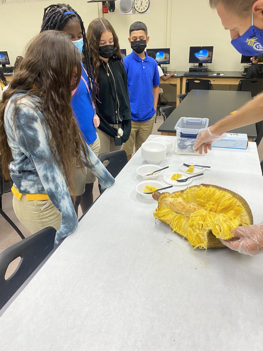 RedlandRoyals's tweet image. Mr. Worthley leading our students in an experiment on Jack Fruit! Pairing the use of technology with hands-on experience! Go Mr. Worthley! 

#mdcps #miamischools #miamisup #mdcpsready #redlandroyals #redlandmiddle #rms #experiments #fruits #agriculture