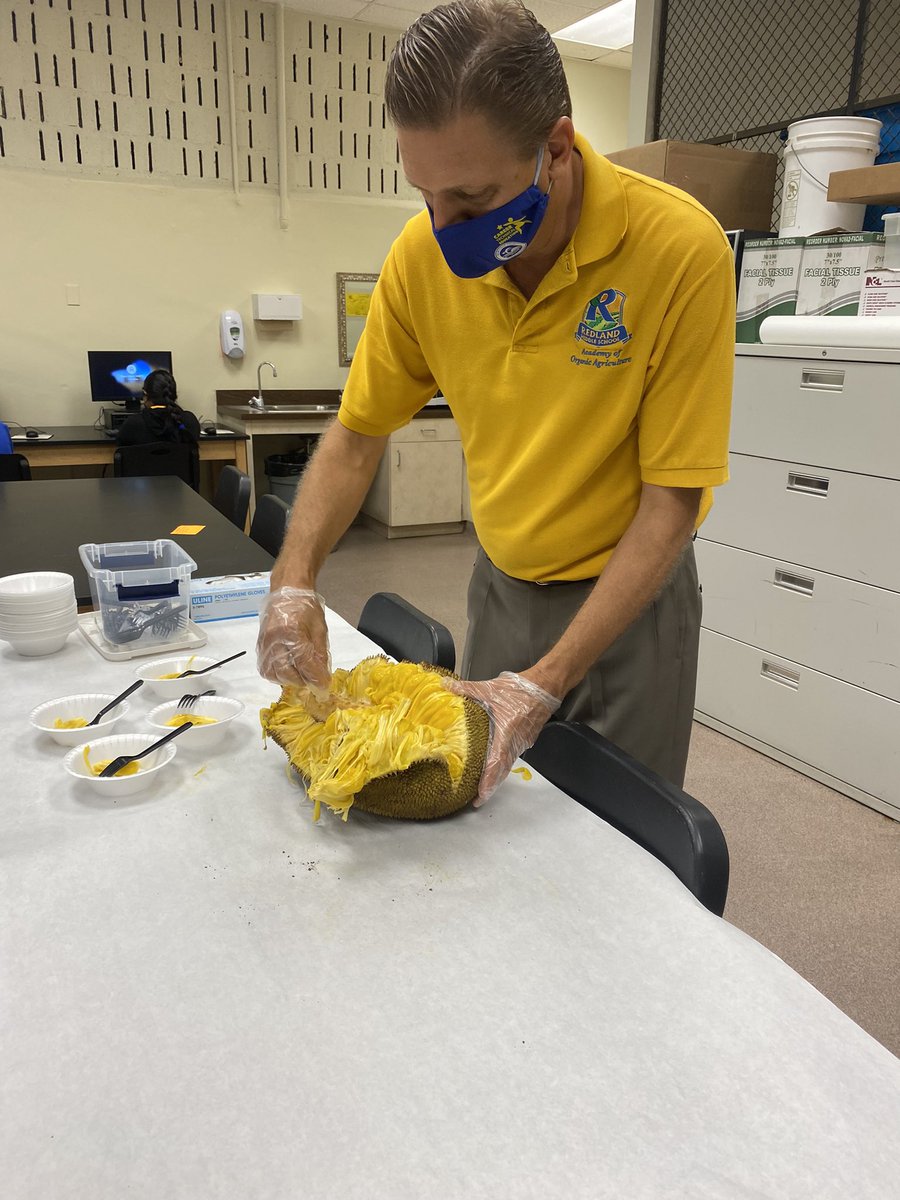 RedlandRoyals's tweet image. Mr. Worthley leading our students in an experiment on Jack Fruit! Pairing the use of technology with hands-on experience! Go Mr. Worthley! 

#mdcps #miamischools #miamisup #mdcpsready #redlandroyals #redlandmiddle #rms #experiments #fruits #agriculture