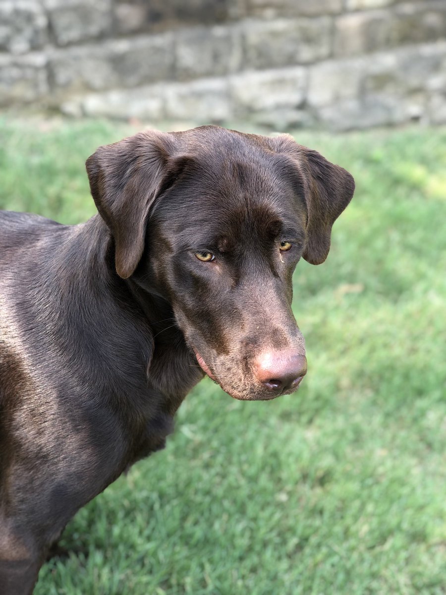 AlongCameMajor's tweet photo. Dale #NationalDogDay https://t.co/pOcxKRCLeO