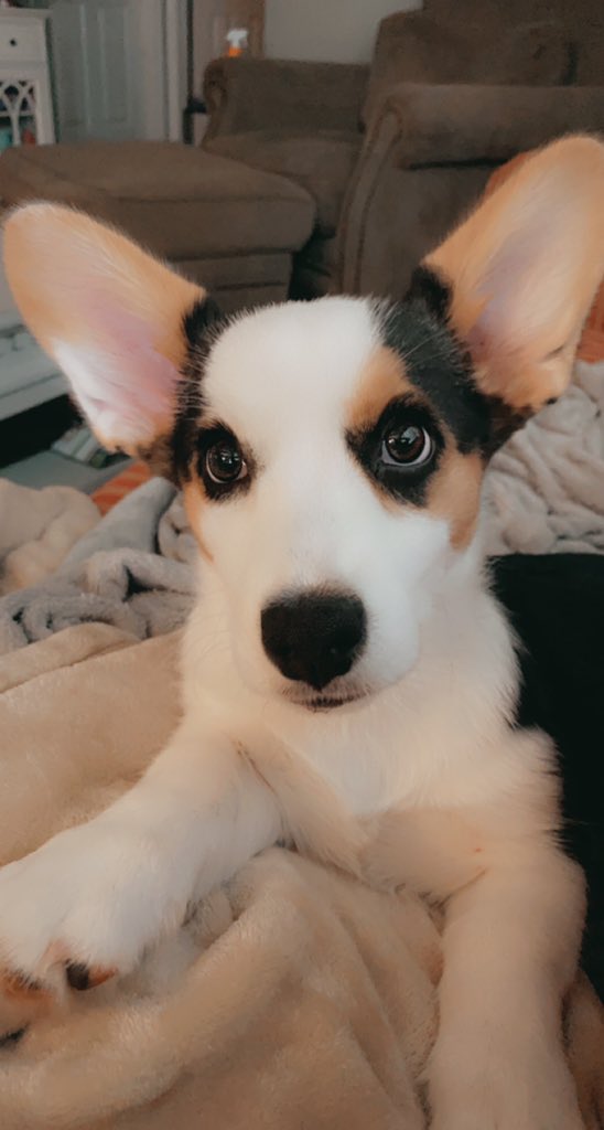 aleisahaley's tweet photo. @dog_rates Denali 🥰 https://t.co/B016TN1t6t