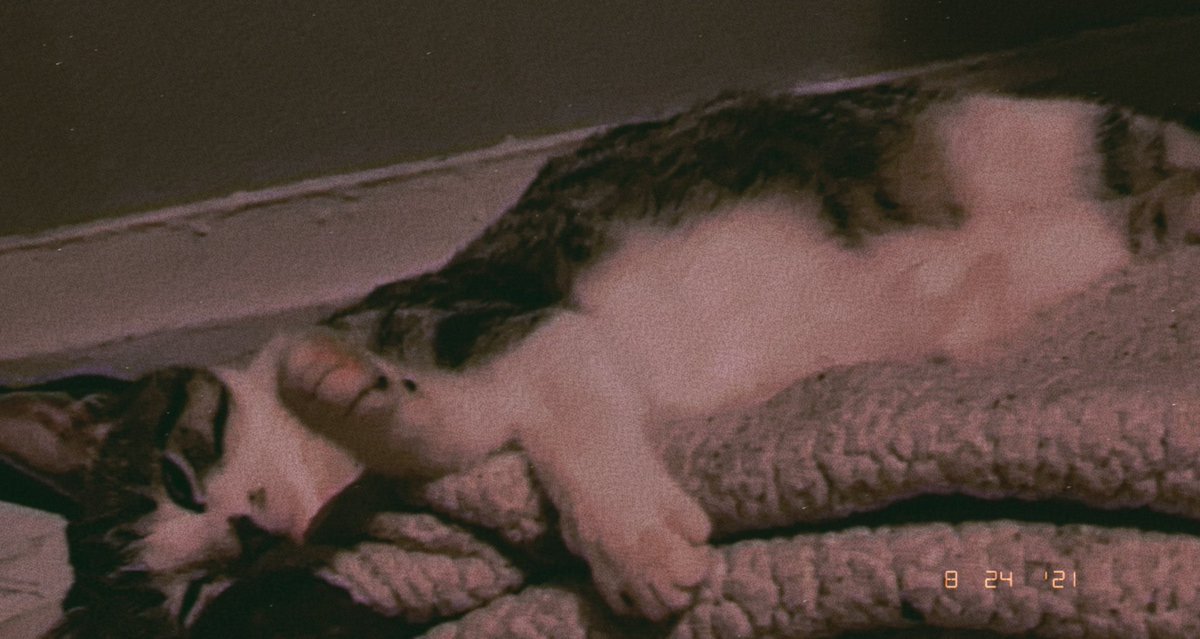 pandasthecat's tweet photo. sad because i miss my uncle jay and haven’t talked to stitch in over a month :/ 
alexa play olivia rodrigo https://t.co/6djStt7gJ5