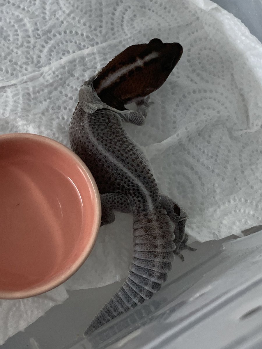 FellowsGecko's tweet photo. ช่วงนี้ตอนกลางคืนฝนตก ใส่เสื้อกันฝนซะหน่อย https://t.co/7eTCc4Ztdr