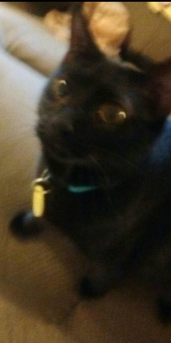 Baby Jinx(left) Adult Jinx(right) she may not have any teeth anymore, but that only makes her blep more<a href="/tag/cat"class="tags"><span>#cat</span></a><a href="/tag/blackcat"class="tags"><span>#blackcat</span></a><a href="/tag/kittensoftwitter"class="tags"><span>#kittensoftwitter</span></a><a href="/tag/catsontwitter"class="tags"><span>#catsontwitter</span></a>